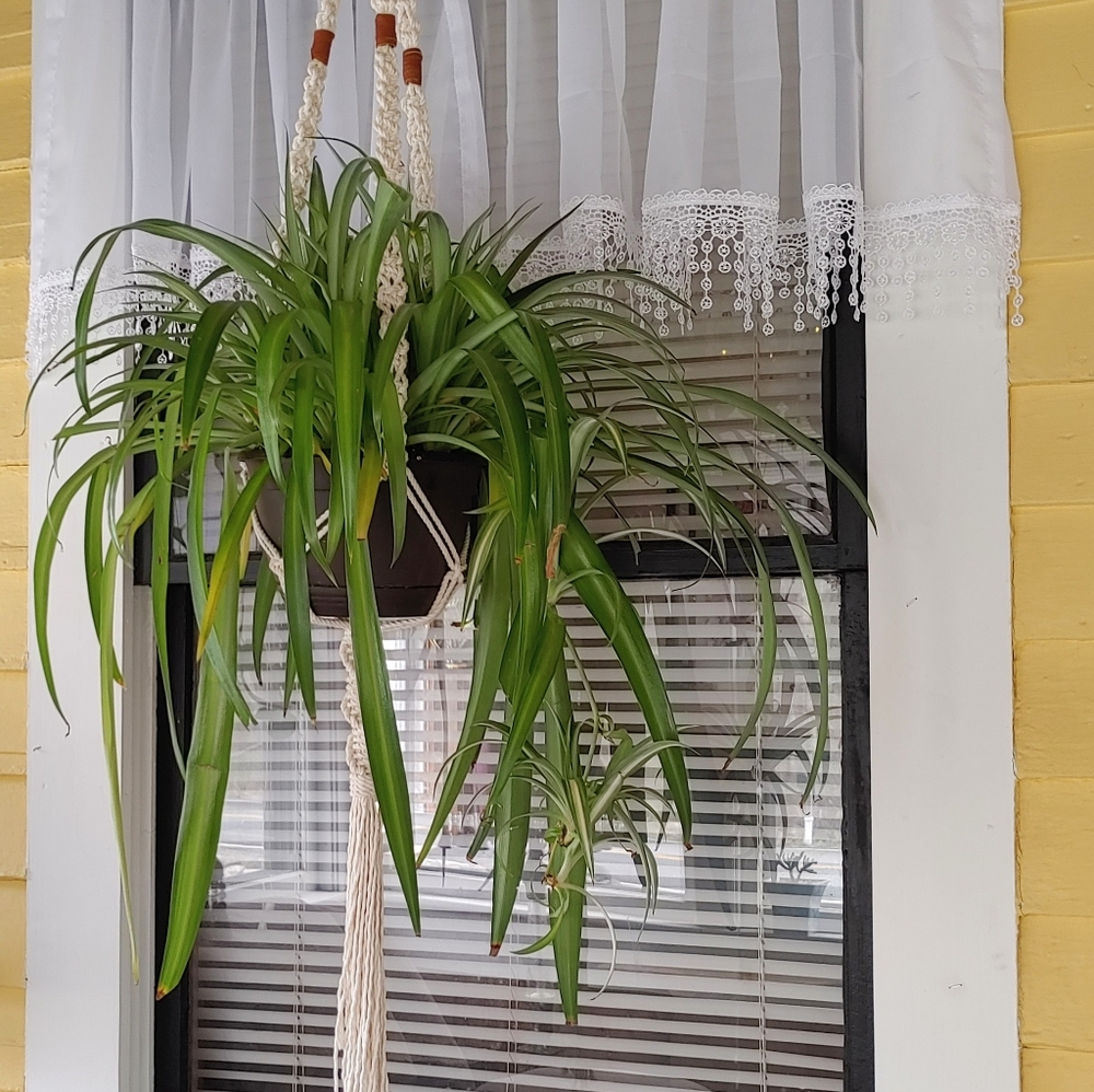 Natural Cotton & Suede Boho Plant Hanger - Picture 4 of 8